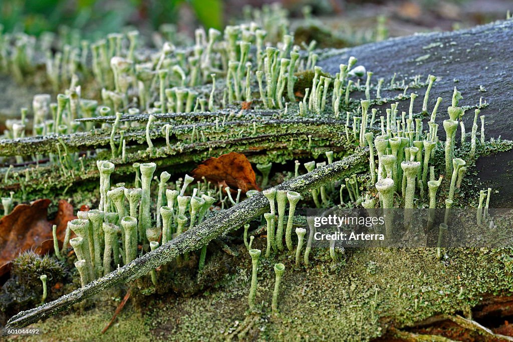 Cladonia fimbriata lichen
