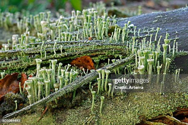 Cladonia fimbriata lichen.