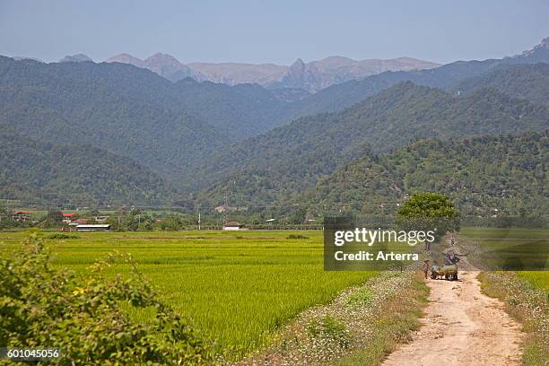 Persian Rice Field Iranian Rice Photos and Premium High Res Pictures - Getty Images