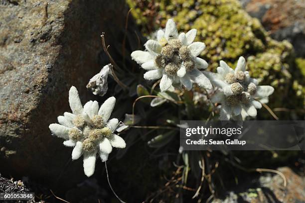 Edelweiss flowers grow on rocky terrain near the Outer Mullwitzkees glacier in the Venediger Group mountain range on September 8, 2016 near...