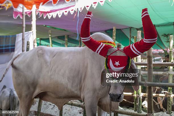 Bangladeshi muslims purchase cattle to sacrifice them for upcoming festival Eid Al-Adha in Dhaka, Bangladesh on September 09, 2016. Muslims in...