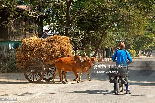 40 Zebu Ox Carts Photos and Premium High Res Pictures - Getty Images