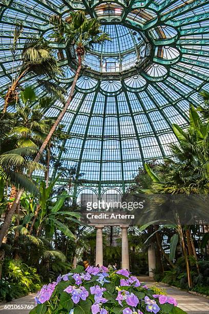 Palm trees in the Jardin d'hiver / Winter Garden at the Royal Greenhouses of Laeken in Art Nouveau style, designed by Alphonse Balat in the park of...
