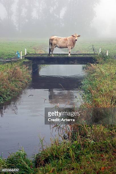 Curious cow on bridge over trench on farmland in polder.