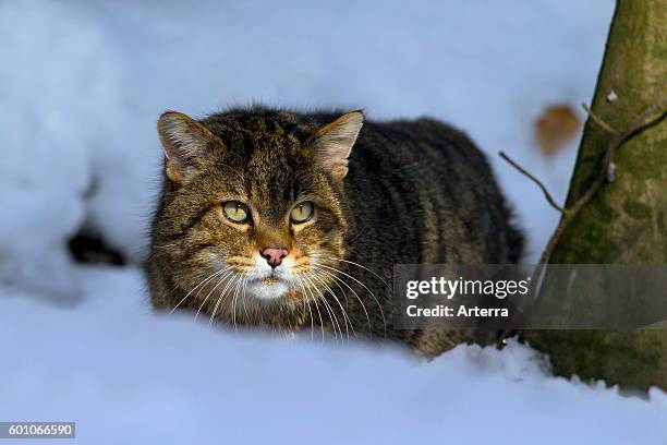 European wildcat stalking prey in the snow in winter.