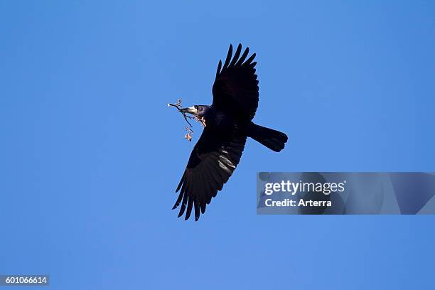 Rook in flight with branch in beak as nesting material as nesting material for nest building.