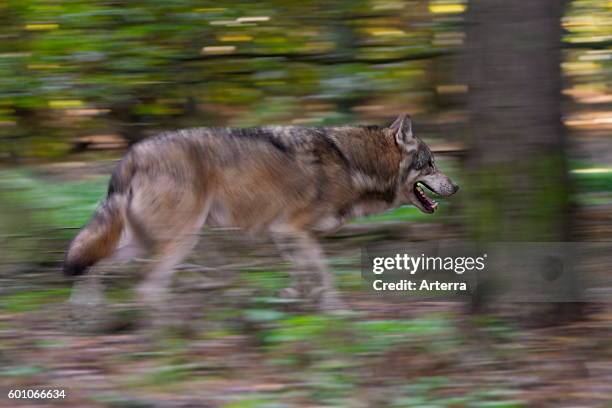 Eurasian wolf running in forest showing motion blur.