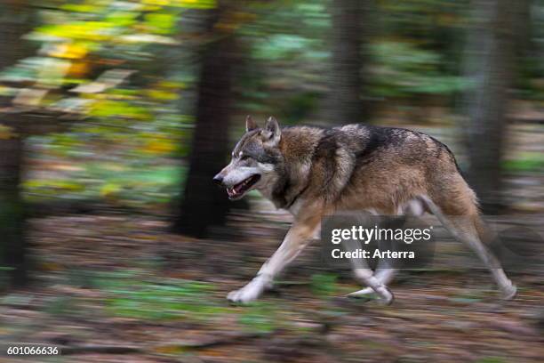 Eurasian wolf running in forest showing motion blur.