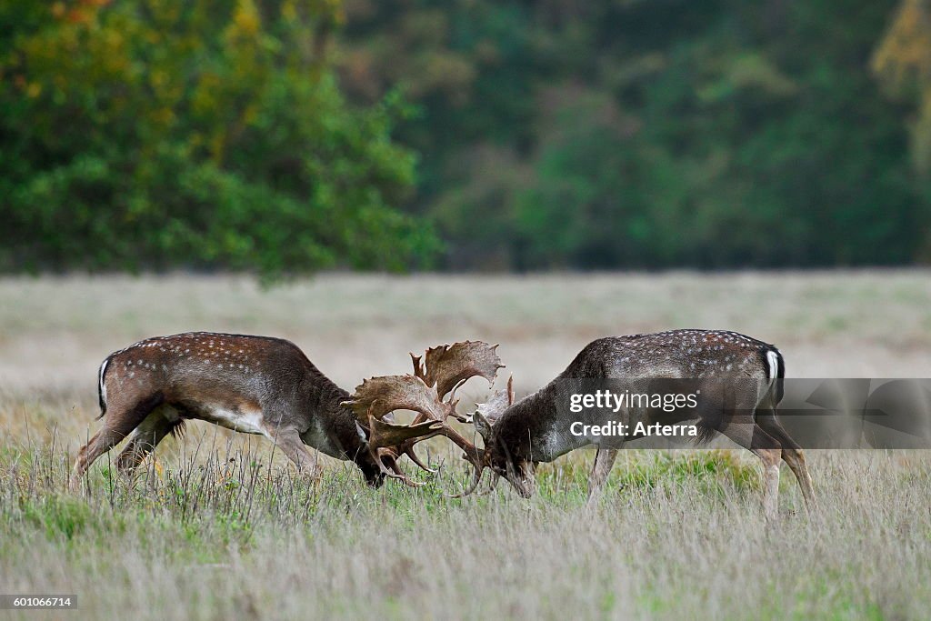 Two Fallow deer (Dama dama) bucks fighting in grassland during the rutting season in autumn