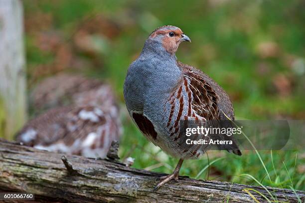 Grey Partridge / English Partridge / Hun male perched on fallen log in heathland.
