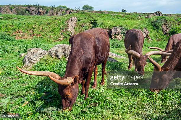 Herd of Watusi / Ankole-Watusi / Ankole longhorn cows with distinctive horns, breed of Sanga cattle grazing grass.