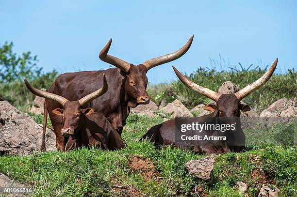 Herd of Watusi / Ankole-Watusi / Ankole longhorn cows with distinctive horns, breed of Sanga cattle.