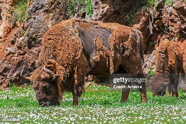 Moulting European bison / Wisent grazing grass in meadow in spring.