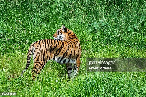 Bengal tiger native to India, Bangladesh, Nepal and Bhutan looking backwards.