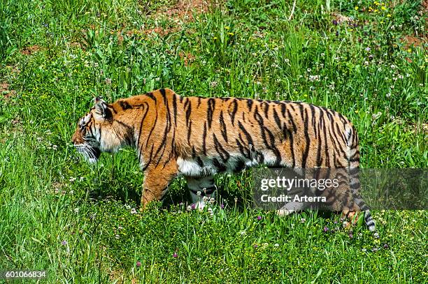 Bengal tiger native to India, Bangladesh, Nepal and Bhutan walking in grassland.