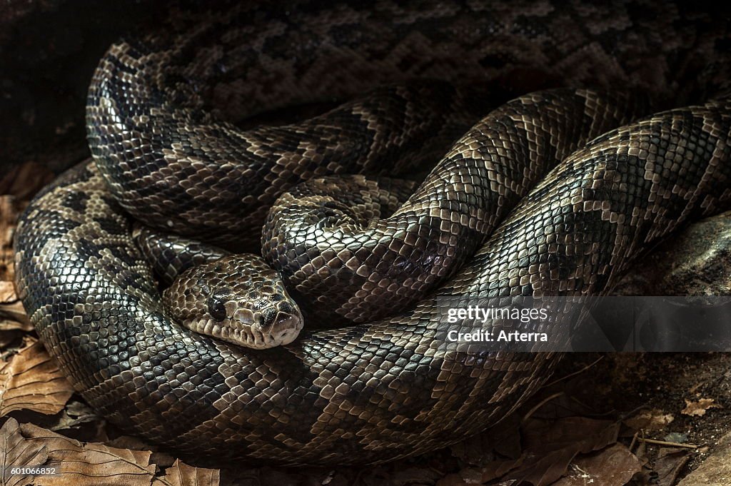 Cuban boa (Epicrates angulifer / Chilabothrus angulifer) resting curled up