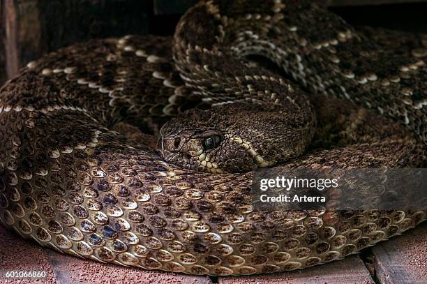 Western diamondback rattlesnake / Texas diamond-back rattlesnake curled up, native to the United States and Mexico.