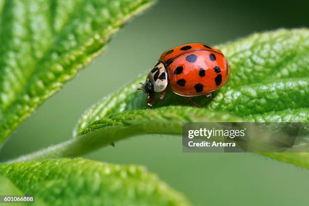 Harlequin ladybird / multicolored Asian lady beetle on leaf.