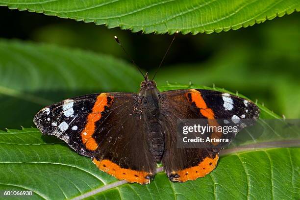 Red Admiral butterfly on leaf.