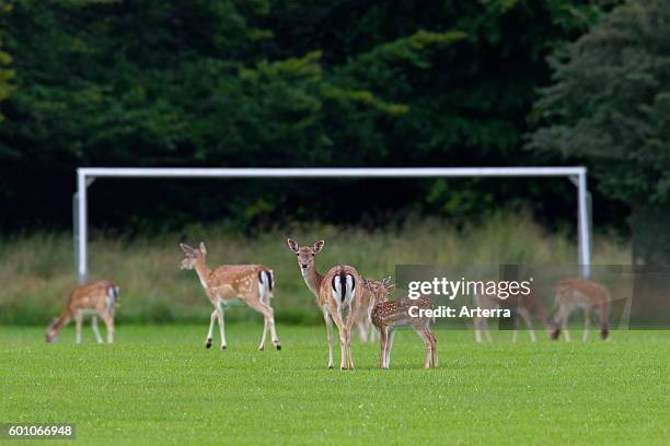 Fallow deer herd of does and fawns grazing grass from football field in summer.