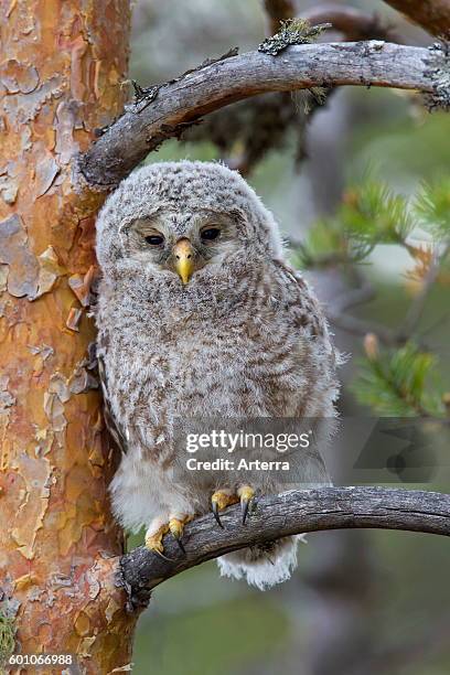 Ural owl owlet perched in tree, Scandinavia.