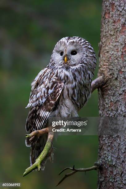 Ural owl perched in spruce tree, Scandinavia.