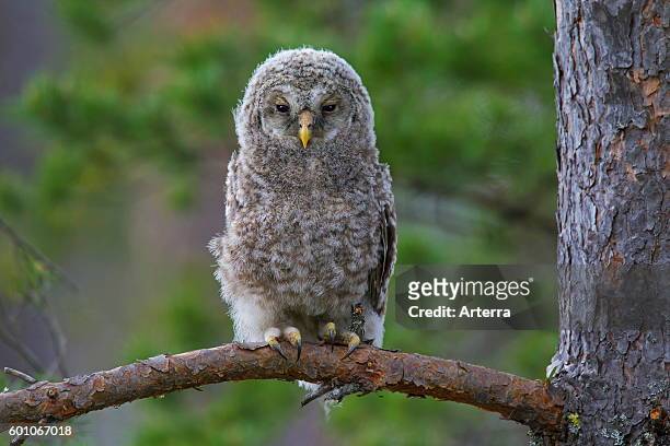 Ural owl owlet perched in tree, Scandinavia.