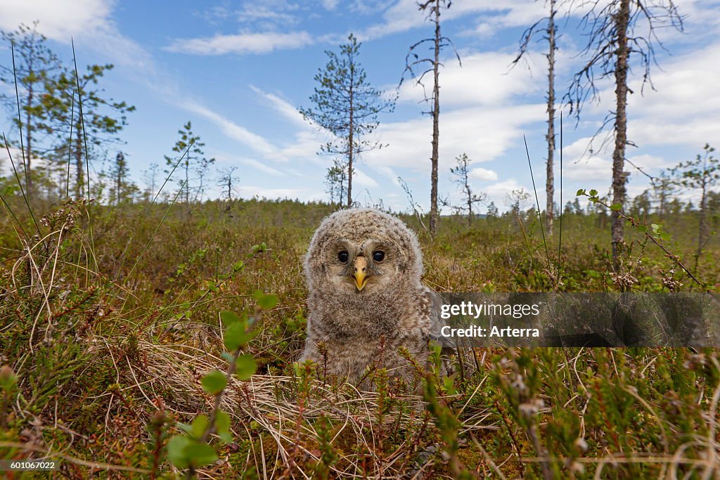 Ural owl (Strix uralensis) owlet in the taiga