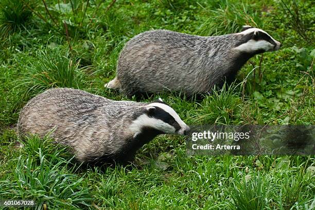 Foraging England 1,416 Foraging England Stock Photos, High-Res Pictures, and Images ...
