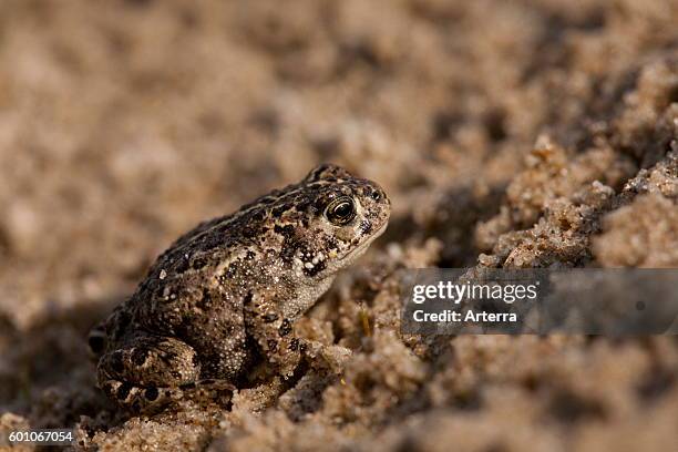 Natterjack toad juvenile in the sand.