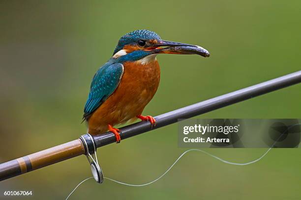 Common kingfisher / Eurasian kingfisher with caught fish in beak, perched on fishing rod from angler.