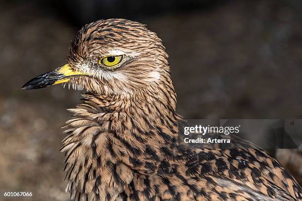 Spotted thick-knee / spotted dikkop / Cape thick-knee , close up portrait.