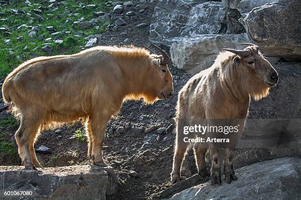 Two golden takins in rock face, native to the Himalayan mountains.