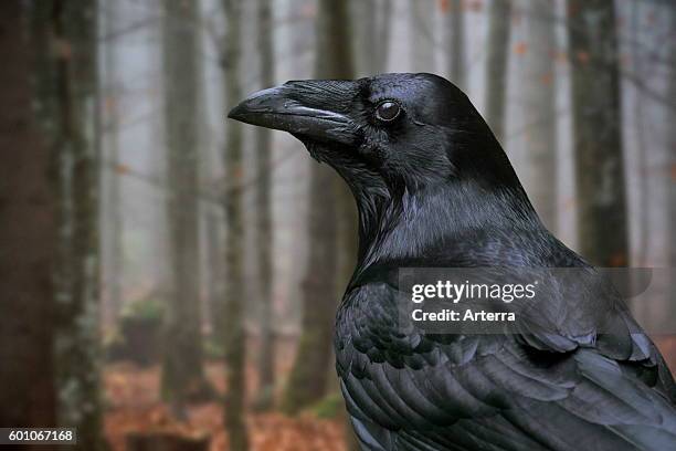 Close up of common raven / northern raven in autumn forest.