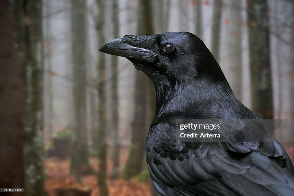 Close up of common raven