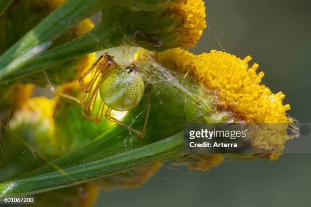 Comb-footed spider on common tansy .