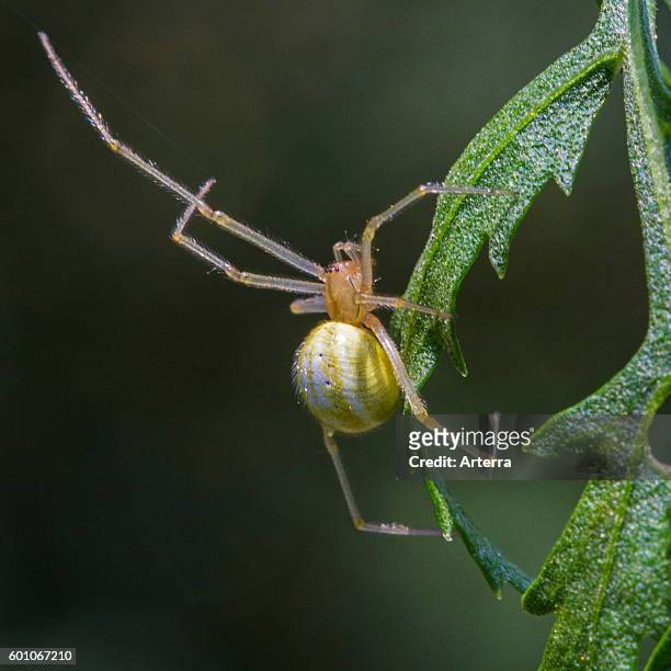 Gewone tandkaak Comb-footed spider .