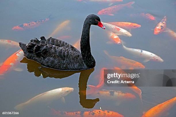 Black swan native to Australia swimming among Koi fish, domesticated common carps in park pond.