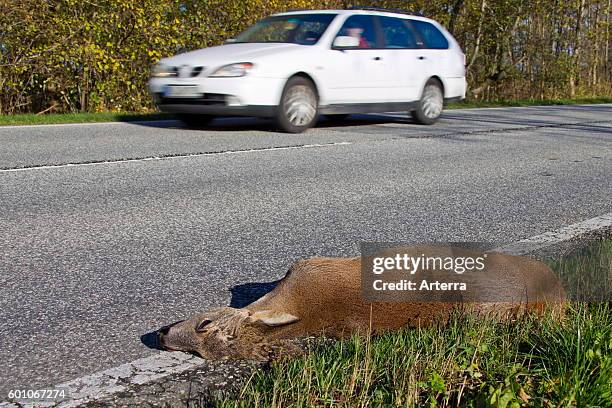 Roe Deer roadkill caused by speeding cars.