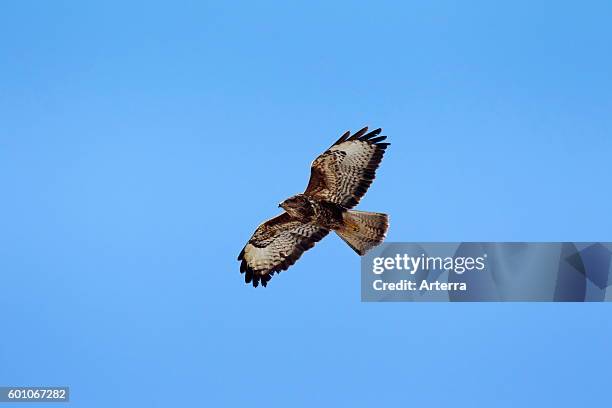 Common buzzard in flight against blue sky.