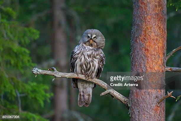 Great grey owl / great gray owl perched in pine tree in Scandinavian coniferous forest.