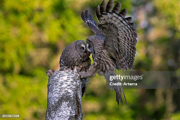 Great grey owl / great gray owl male bringing mouse to female to feed the chicks in nest on top of tree stump in Scandinavian coniferous forest.