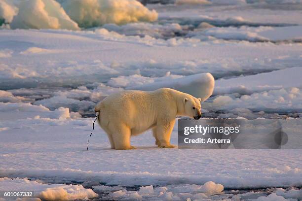 Polar bear defecating on pack ice at sunset, Svalbard, Norway.