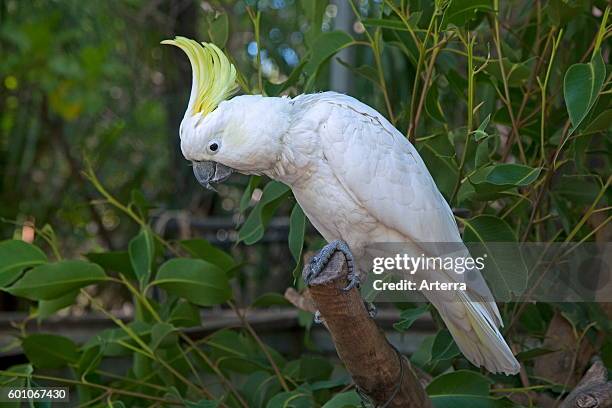 Sulphur-crested cockatoo at Bungalow Bay Koala Village on Magnetic Island, north-eastern coast of Queensland, Australia.