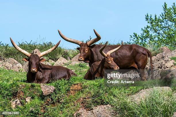 Herd of Watusi / Ankole-Watusi / Ankole longhorn cows with distinctive horns, breed of Sanga cattle.