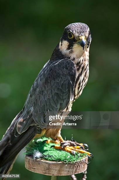 Eurasian hobby used in falconry on block perch.