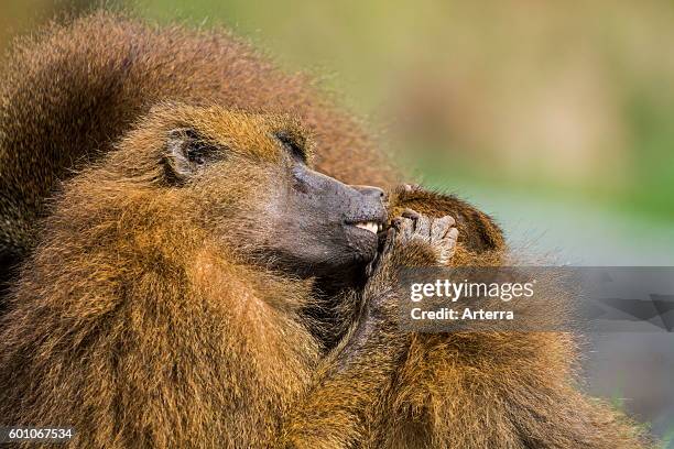 Close up of Guinea baboon / Red baboon native to western Africa, engaged in mutual grooming and eating ticks and lice.