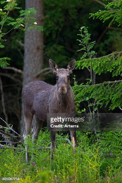 Moose bull with antlers covered in velvet in pine forest in summer, Scandinavia.