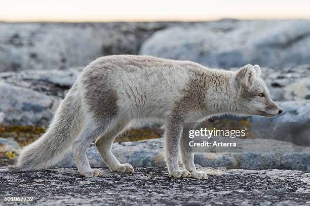 Arctic fox in summer coat, Svalbard, Norway.