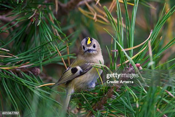 Goldcrest perched in coniferous tree.
